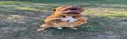 Dogue De Bordeaux dogs for sale: Re home  in London - Advert 2