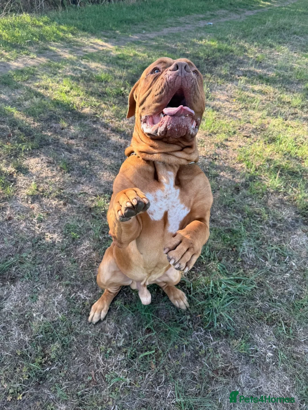 Dogue De Bordeaux dogs for sale: Re home  in London - Advert 2