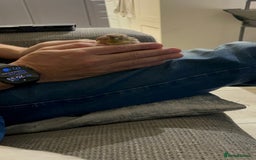 Conures birds for sale: Pineapple conure  - Image 3