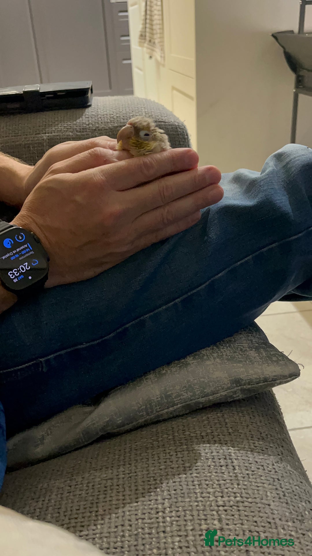 Conures birds for sale: Pineapple conure  - Image 3