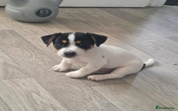 Jack Russell dogs for sale: Tricolour short legs Jack Russell  - Image 30