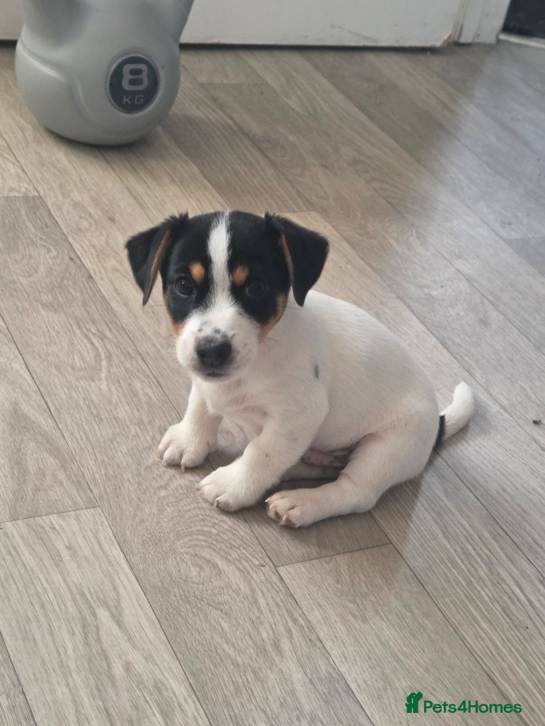 Jack Russell dogs for sale: Tricolour short legs Jack Russell  - Image 30