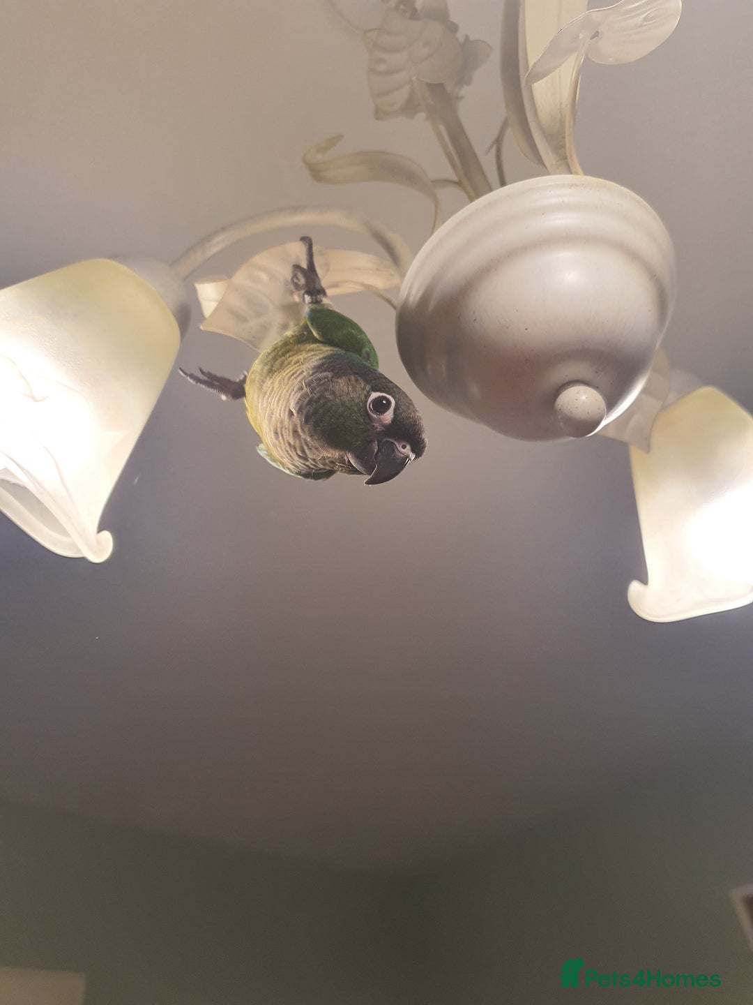 Conures birds for sale: Handreared conures - Image 11