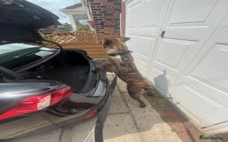 Presa Canario dogs for sale: Presa canario  - Image 6
