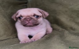 Pug dogs for sale: 3 beautiful pugs looking for there forever home - Image 3