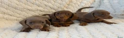 Miniature Dachshund dogs for sale: 🐾MINIATURE DACHSHUND PUPPIES🐾 - Advert 3