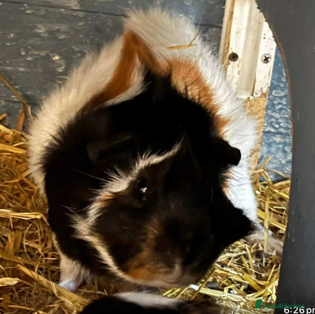 Guinea Pig rodents for sale: Bonded pair of male guinea pigs in Brighton - Advert 1