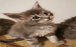 Maine Coon cats for sale: Full pedigree Maine Coon kittens for sale  - Advert 13