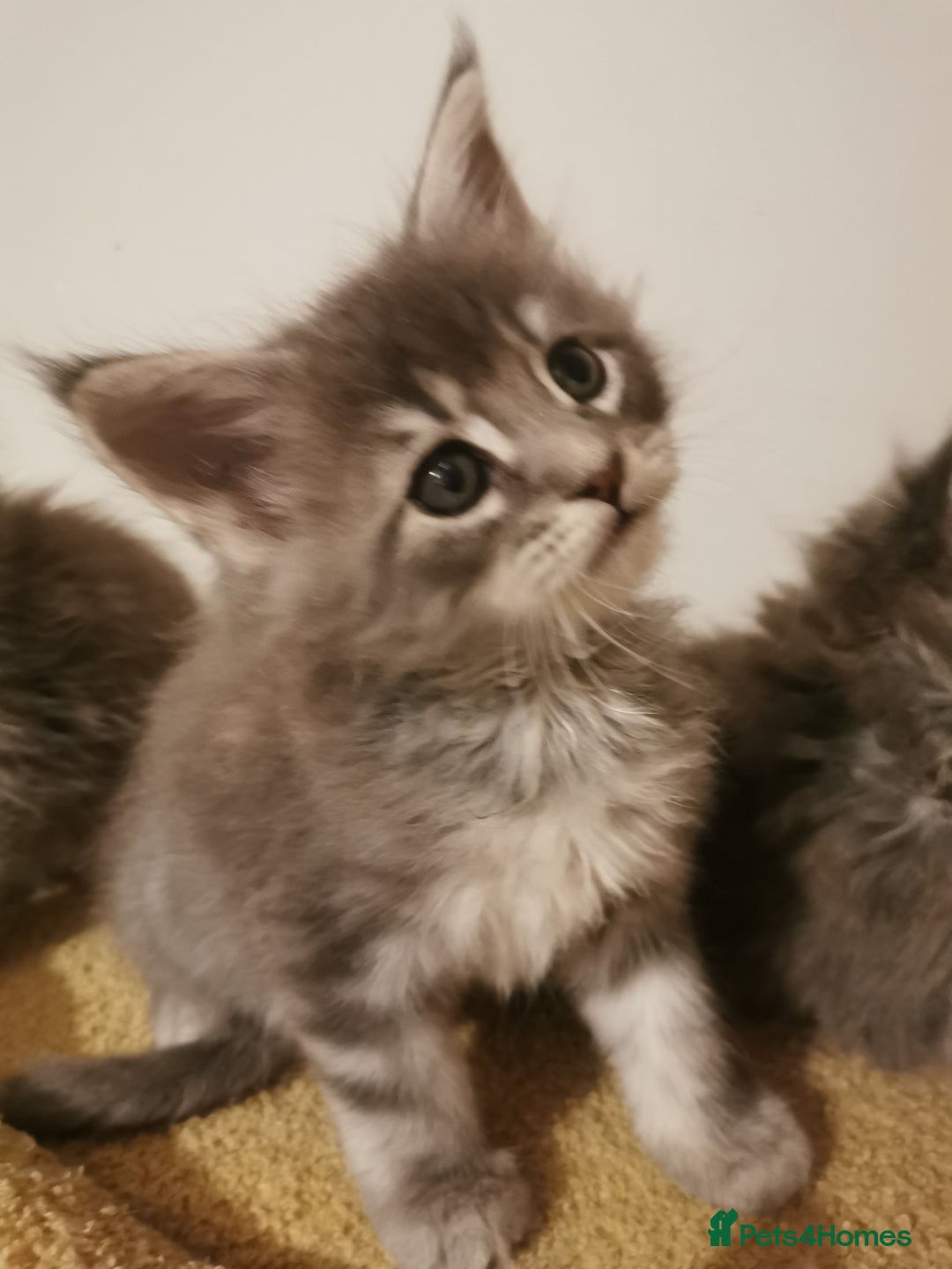 Maine Coon cats for sale: Full pedigree Maine Coon kittens for sale  - Advert 13