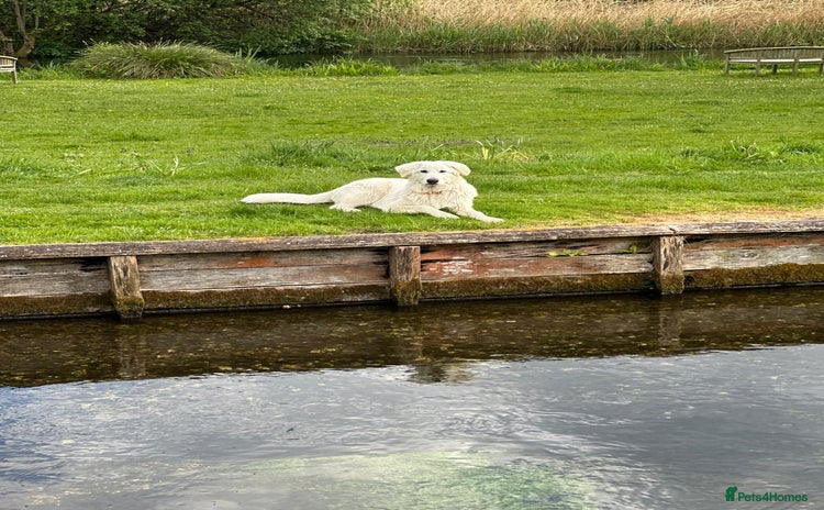 White Swiss Shepherd dogs - Advert 4