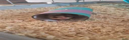 Hamster rodents for sale: Syrian Hamsters - Advert 2