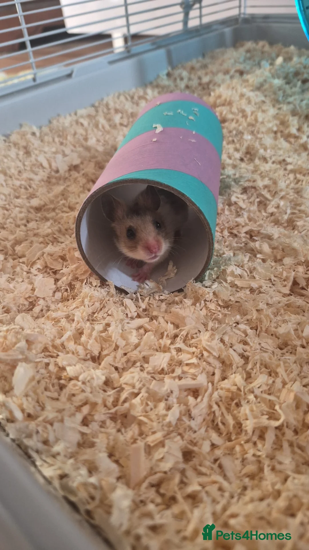 Hamster rodents for sale: Syrian Hamsters - Advert 2