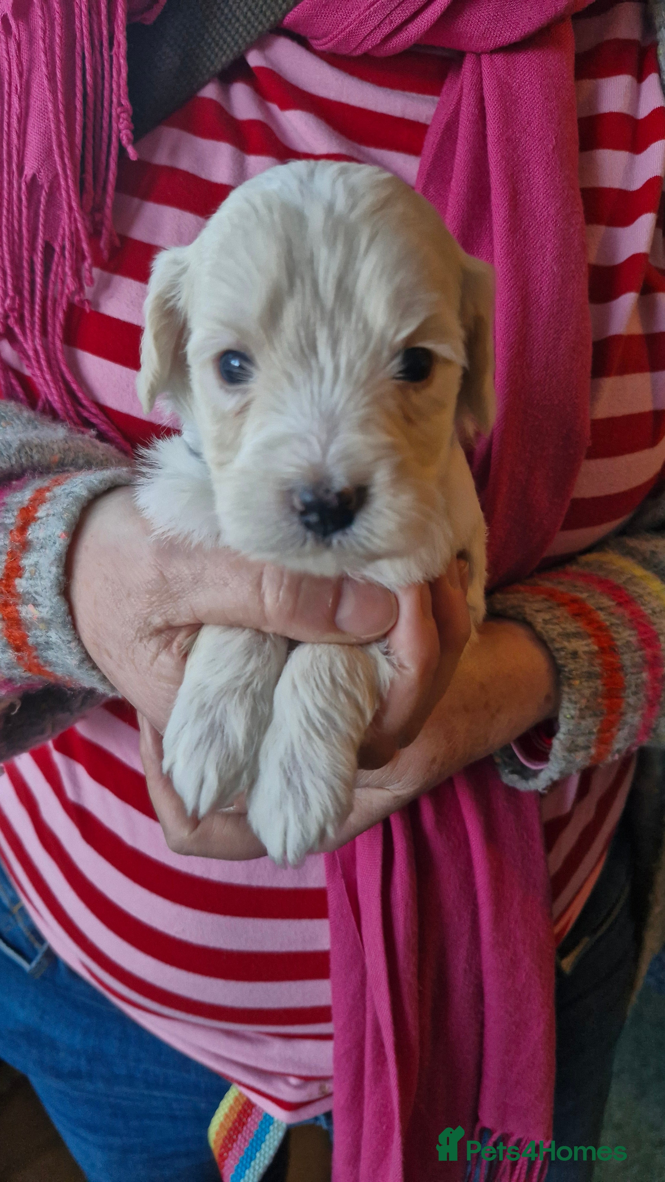 Mixed Breed dogs Cockerpoo/Schnoodle/Bischon Puppies  - Advert 3