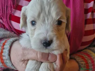 Mixed Breed dogs Cockerpoo/Schnoodle/Bischon Puppies - Advert 11