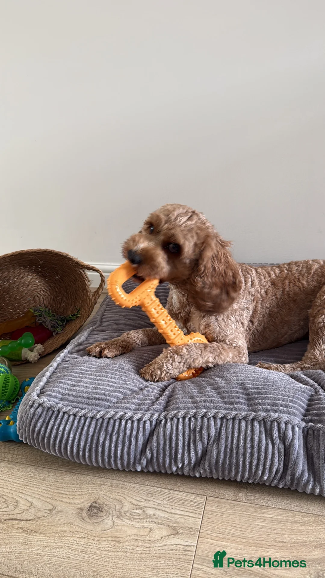 Cavapoo dogs for stud: cavapoo male stud in Wingate - Advert 13