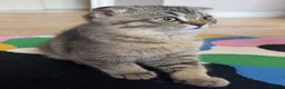 Scottish Fold cats for sale: Scottish Fold Girl Kitten - Advert 4