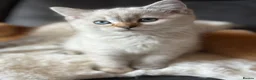 British Shorthair cats for sale: Ready to go! in Pontefract - Advert 10