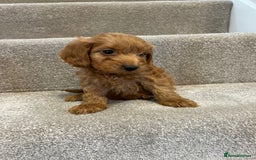 Cockapoo dogs for sale: Cockapoo puppies ready now  - Image 10