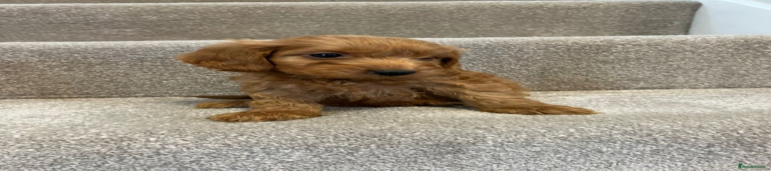 Cockapoo Puppy 4