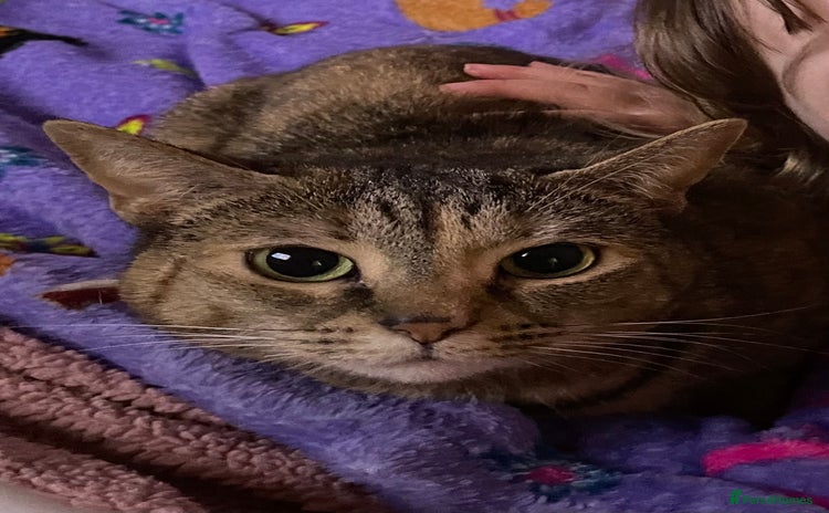 Mixed Breed cats - Advert 14