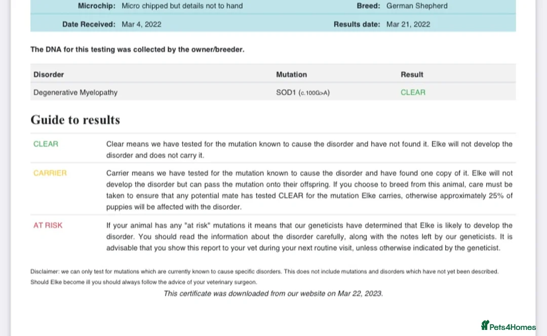 German Shepherd dogs for sale: Beautiful German shepherd pups **DM Clear!** - Advert 21