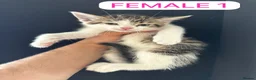 Mixed Breed cats for sale: 🐾 Adorable Half-British Shorthair Kittens  - Advert 7