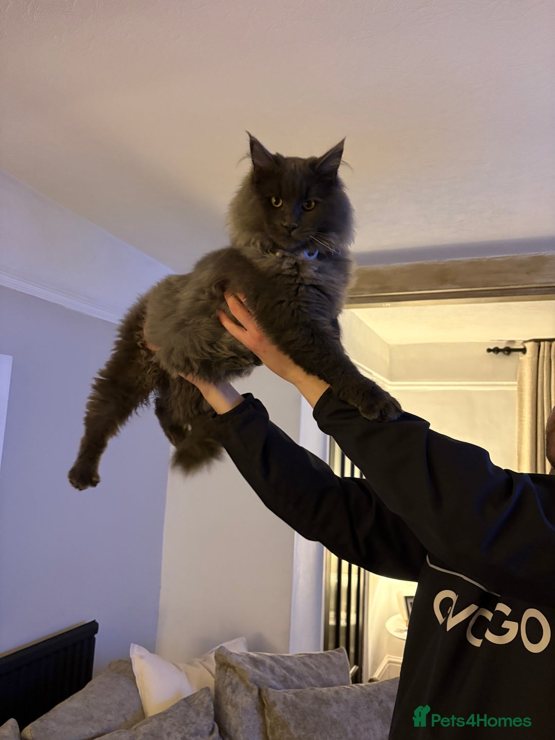 Maine Coon cats for sale: 🐾 Exceptional Blue Smoke Maine Coon Available 🐾 - Advert 9
