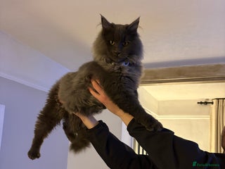 Maine Coon cats 🐾 Exceptional Blue Smoke Maine Coon Available 🐾 - Advert 1