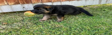 German Shepherd 3
