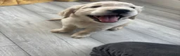 Golden Retriever dogs for sale: KC registered golden retriever puppies - Advert 11