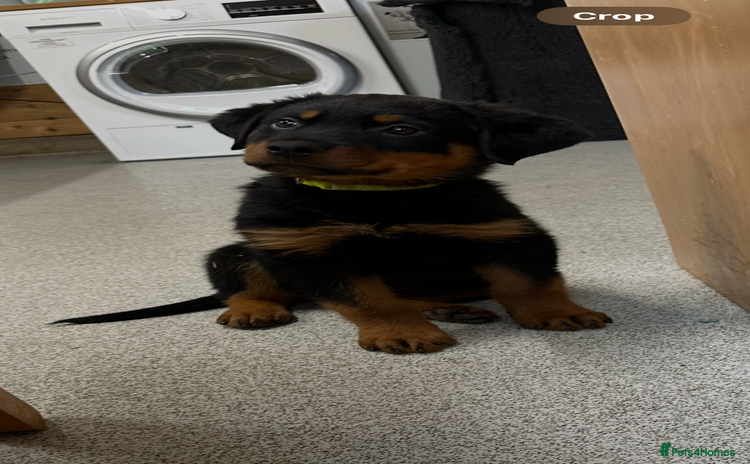 Rottweiler dogs - Advert 6