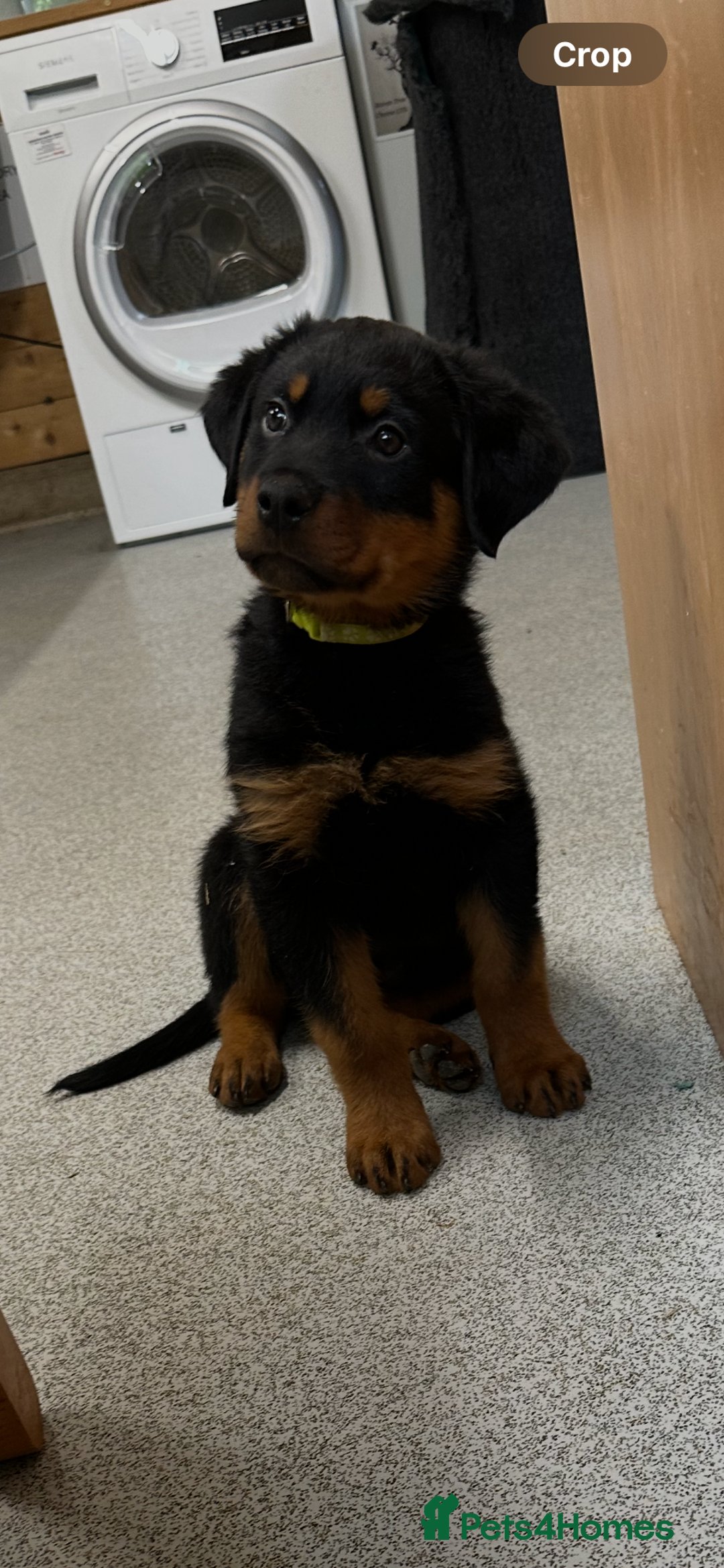 Rottweiler dogs for sale: Kc reg Rottweiler boy Ready now 8 weeks - Image 1