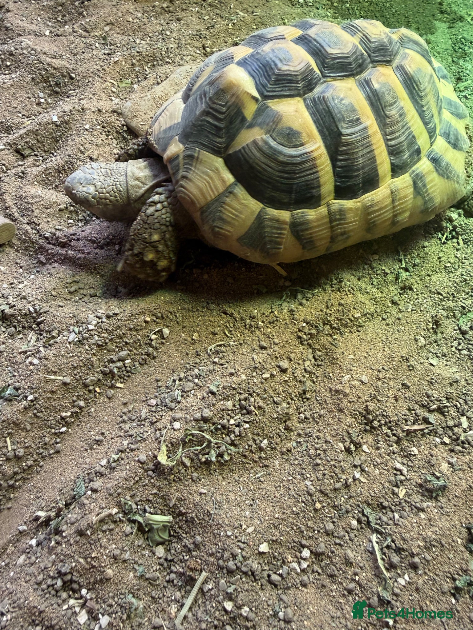 Hermann Tortoise reptiles for sale: Hermann Tortoise female 4 year - Advert 2