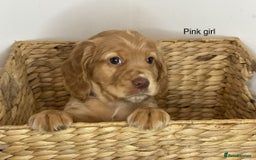 Cocker Spaniel dogs for sale: Hereditary clear working cocker spaniels - Image 6