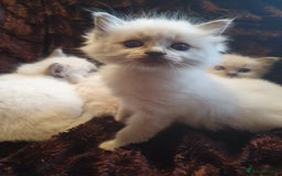 Ragdoll cats for sale: PEDIGREE RAGDOLL KITTENS FROM GCCF REGISTERED - Image 8