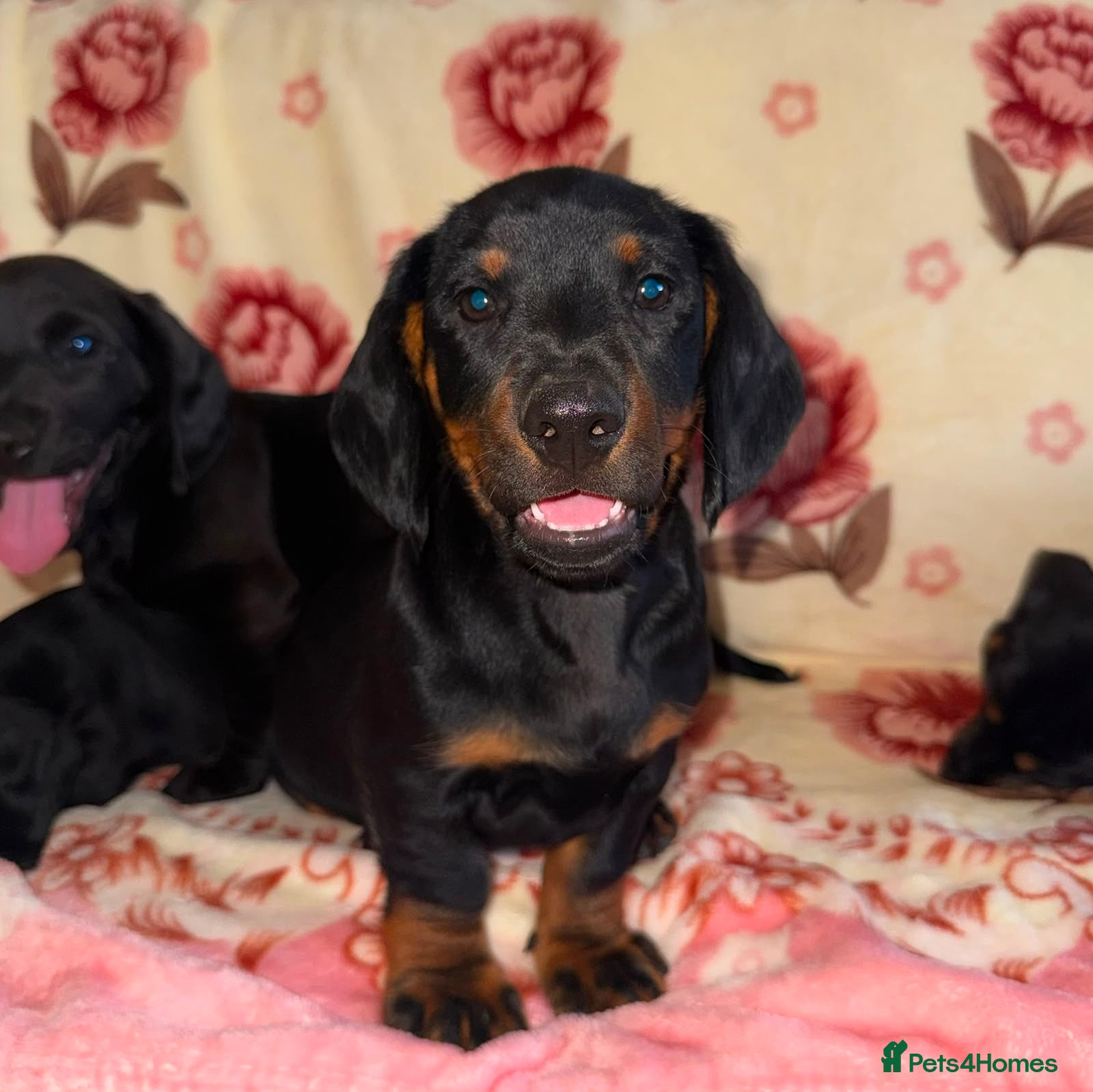 Mixed Breed dogs I have 6 beautiful Docker spaniels for sale - Advert 1
