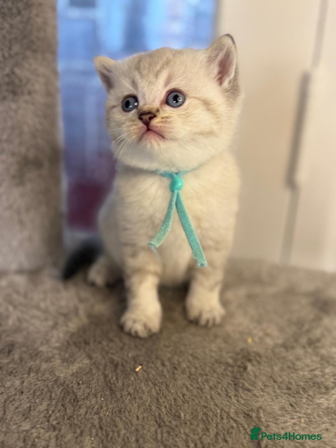 British Shorthair cats for sale: Affectionate Kitten for Rehoming – Indoor Home - Advert 6