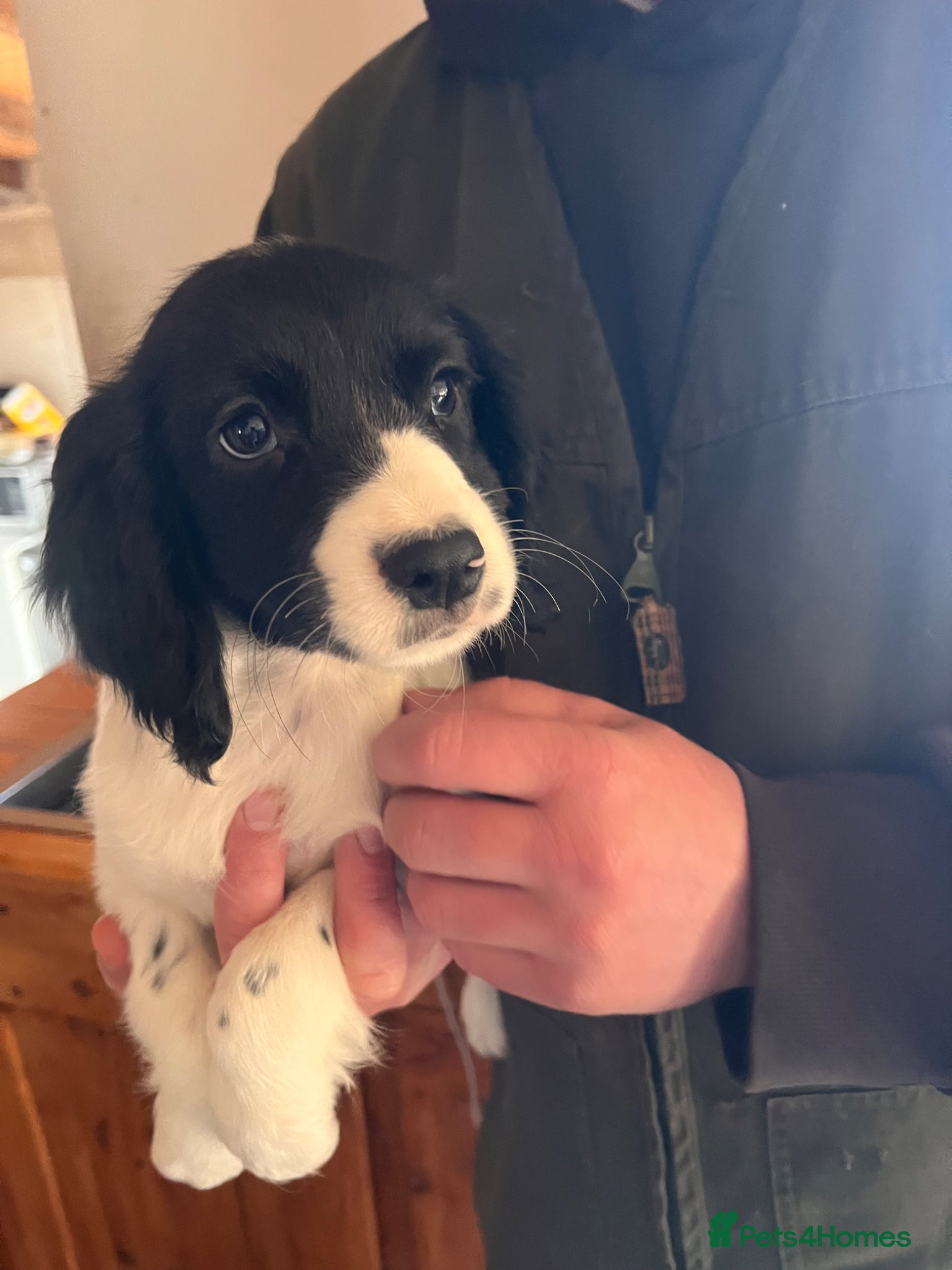 Sprocker dogs Reserved Sprocker Spaniel Pups - Advert 3