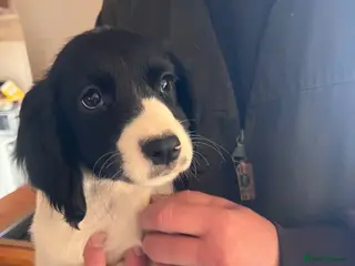 Sprocker dogs Reserved Sprocker Spaniel Pups - Advert 3