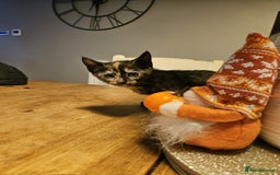 Mixed Breed cats for sale: Adorable playful well handled kittens  - Image 3