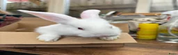 Continental Giant rabbits for sale: Continental Giant Rabbit  - Advert 5