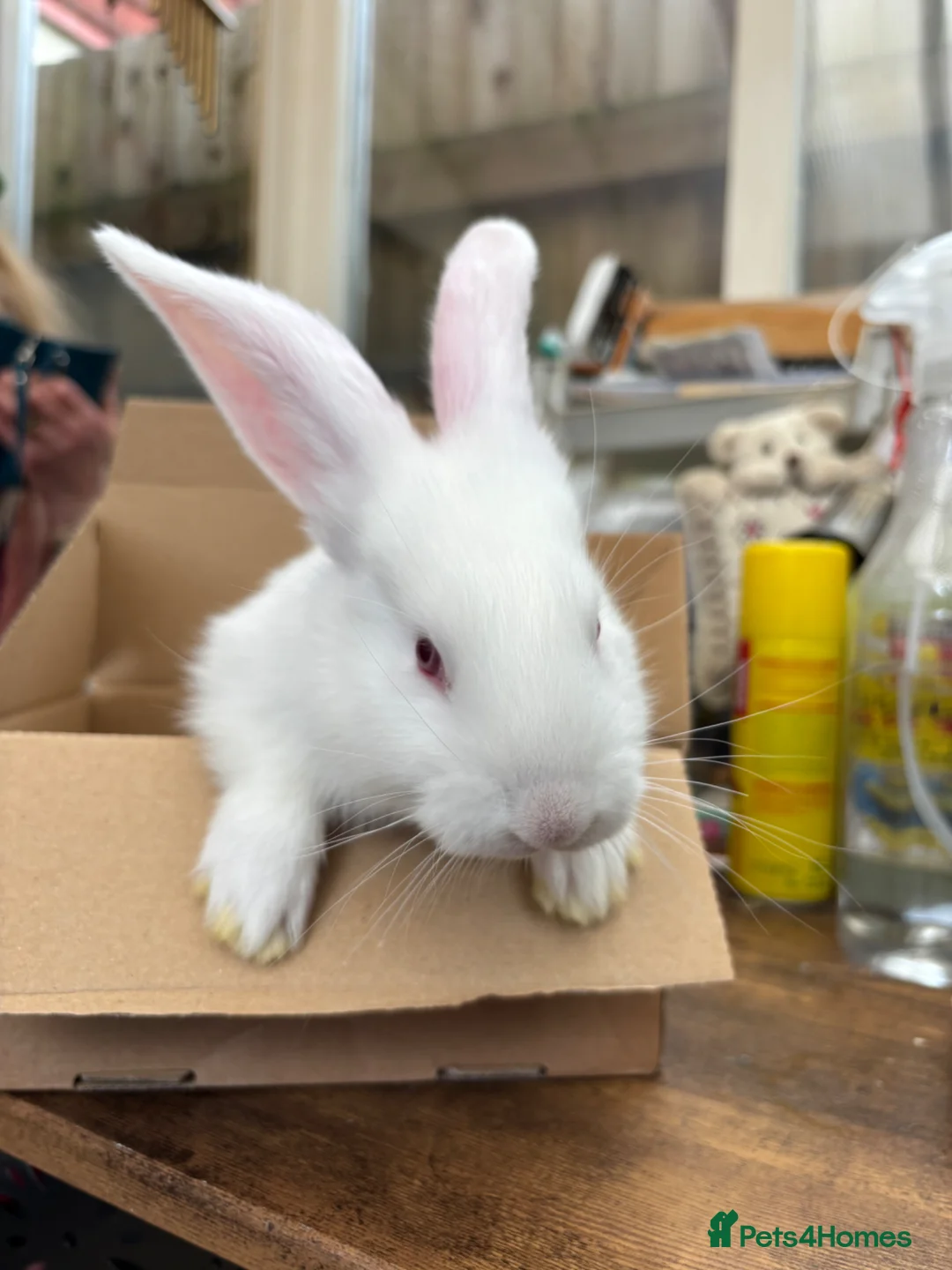 Continental Giant rabbits for sale: Continental Giant Rabbit  - Advert 5
