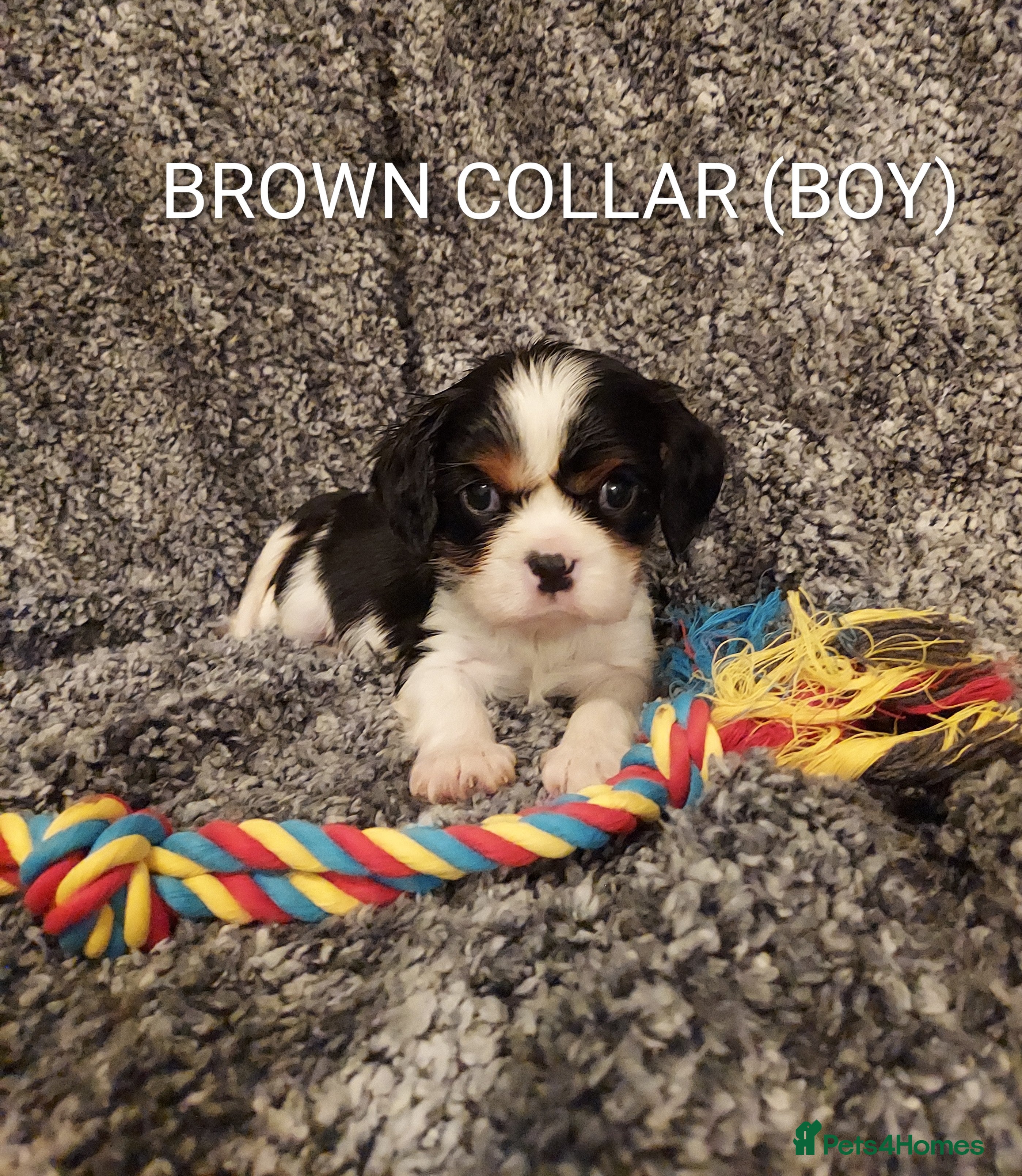 Cavalier King Charles Spaniel dogs GREAT QUALITY CKCS PUPPIES ( DWKC REGISTERED)/DNA - Advert 6