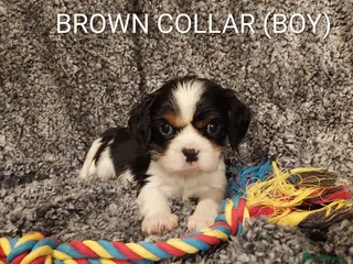 Cavalier King Charles Spaniel dogs GREAT QUALITY CKCS PUPPIES ( DWKC REGISTERED)/DNA - Advert 15