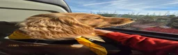 Cocker Spaniel dogs for sale: Active Working Cocker Spaniel - Advert 3