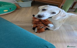Beagle dogs for sale: Lenny the Lemon Beagle  - Image 9