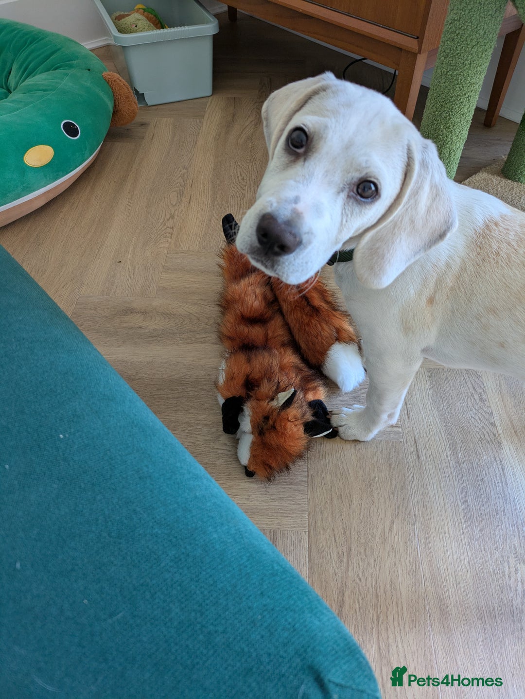 Beagle dogs for sale: Lenny the Lemon Beagle  - Image 9