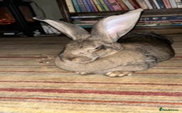 Continental Giant rabbits for sale: Unspayed Continental Giant needs adopting - Image 1
