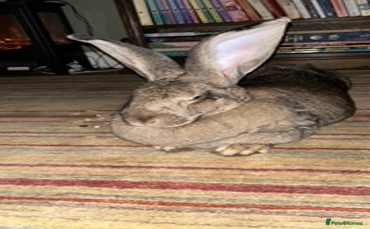 Continental Giant rabbits - Advert 1