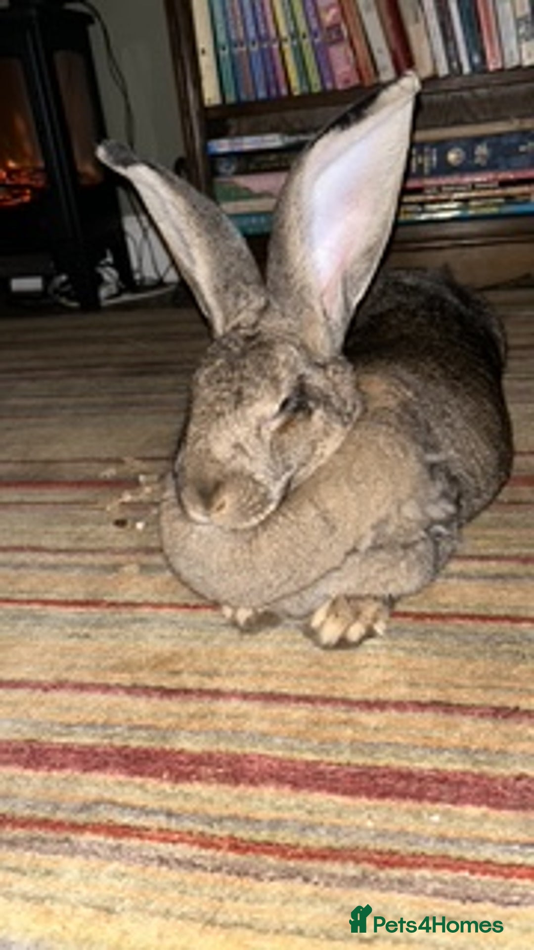Continental Giant rabbits for sale: Unspayed Continental Giant needs adopting - Image 1